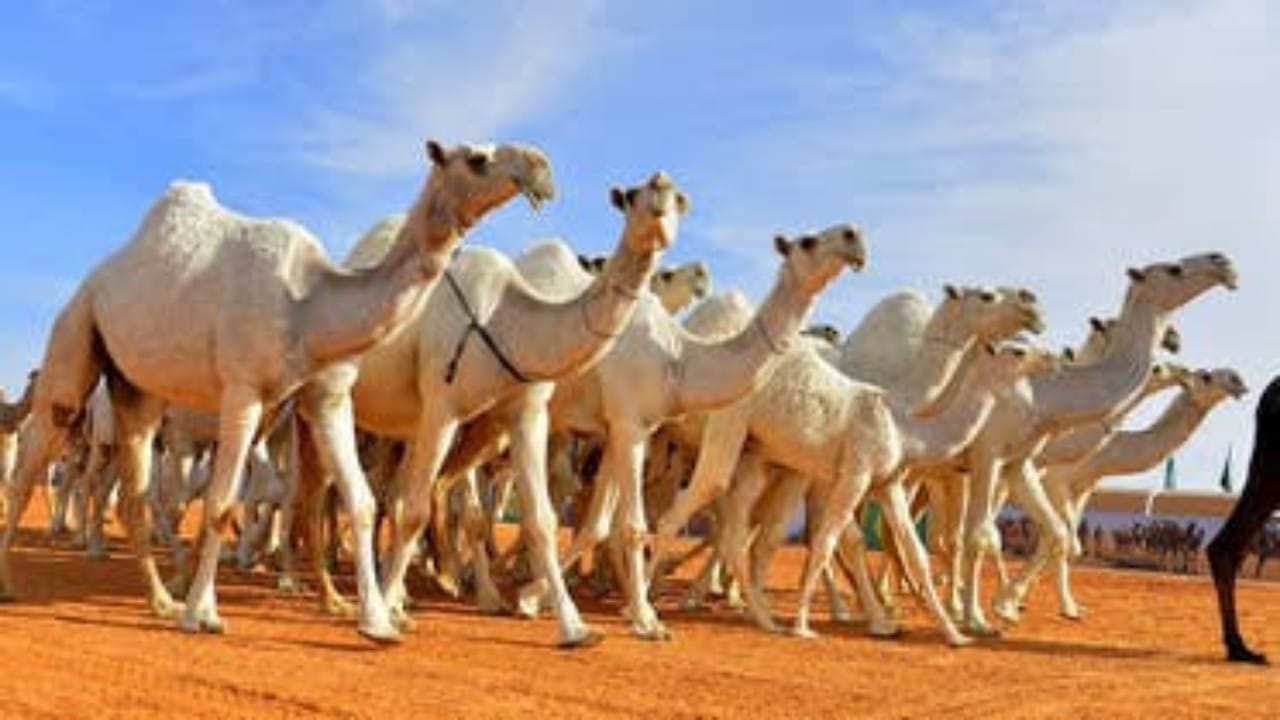 مبيعات مهرجان الملك عبدالعزيز للإبل تبلغ 380 مليون ريال 