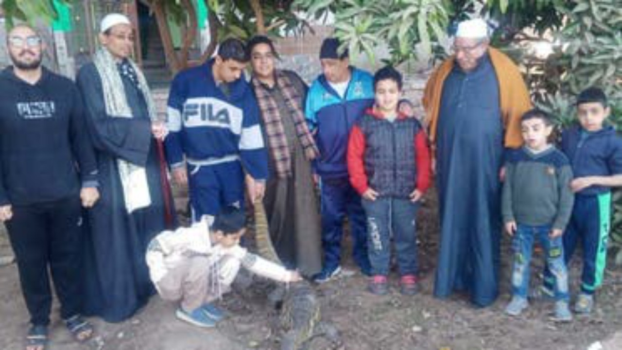 تمساح يقتحم منزل مصري ويثير الرعب