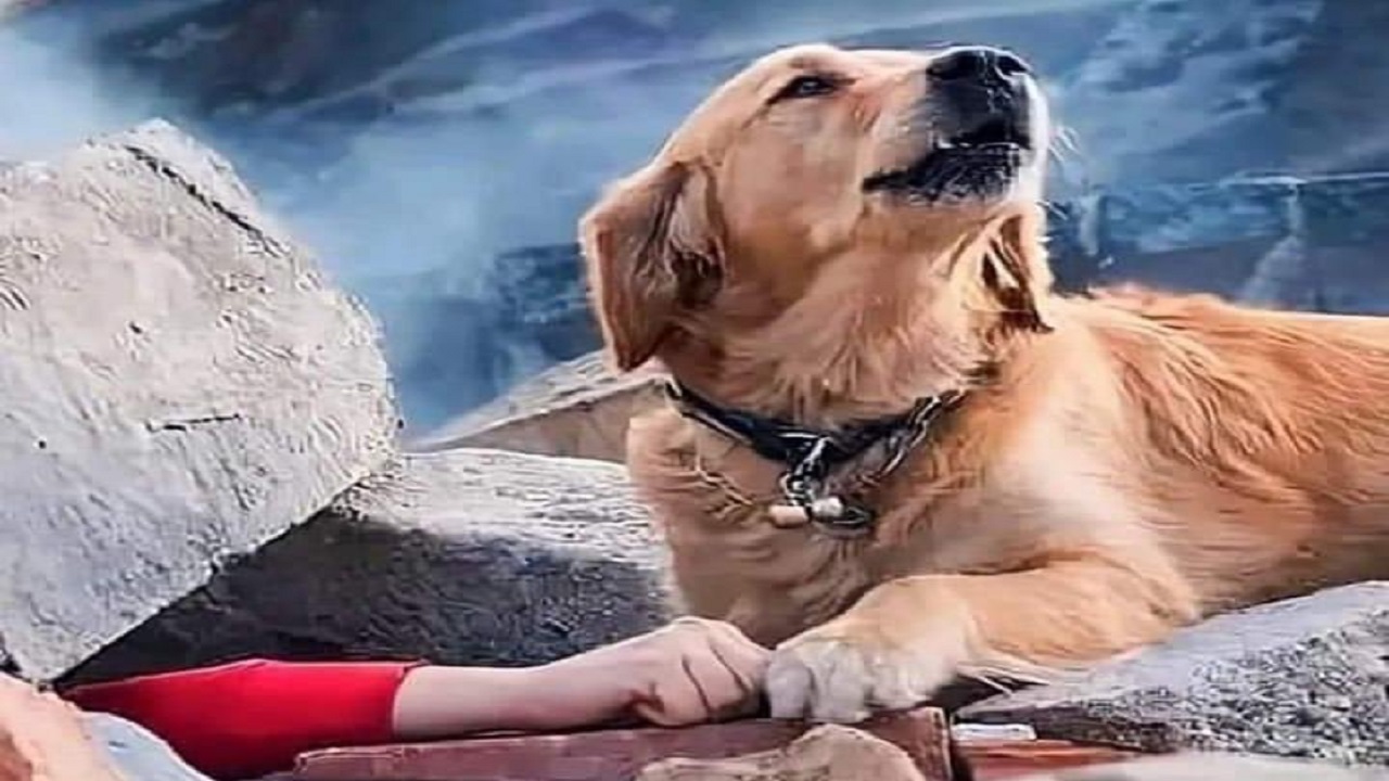 زلزال تركيا..قصة صورة الكلب الذي يحاول إنقاذ صاحبته من تحت الأنقاض