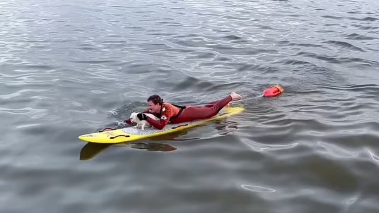 بالفيديو.. لحظة مخاطرة رجل بحياته لإنقاذ كلب صغير من الغرق