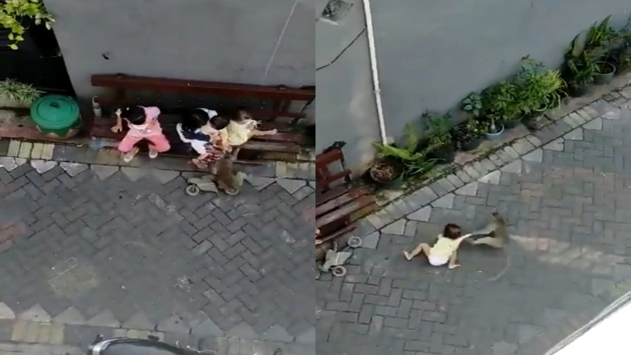 بالفيديو.. قرد يحاول اختطاف طفل صغير من أمام منزله