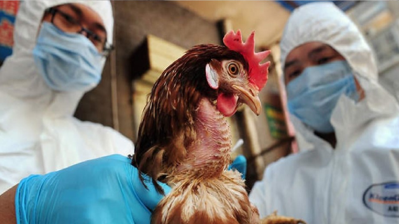 دراسة: سلالة إنفلونزا الطيور الحالية الأكثر فتكاً