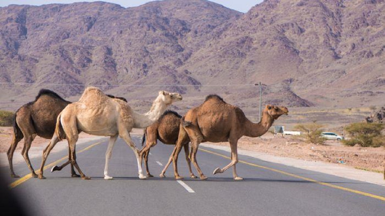 هيئة تطوير محمية الملك سلمان تواصل إخراج الحيوانات السائبة داخل حرة الحرة