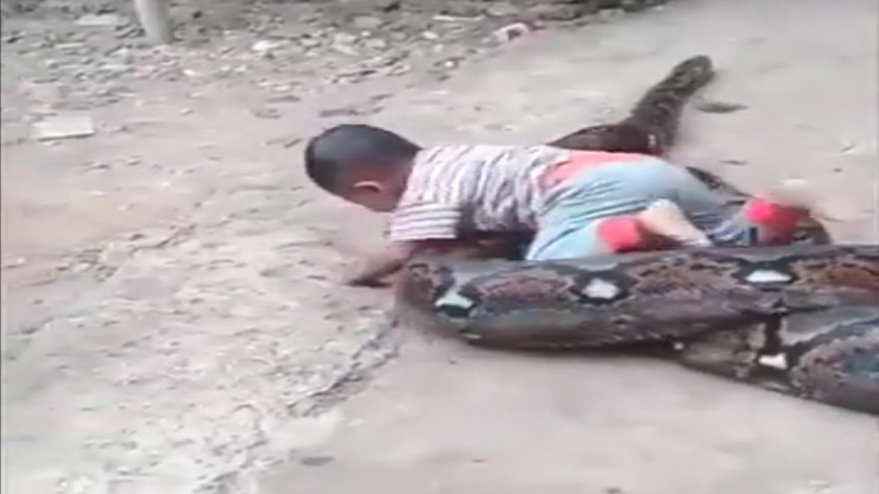 مشهد يحبس الأنفاس لطفل يلاعب ثعبان ضخم.. فيديو